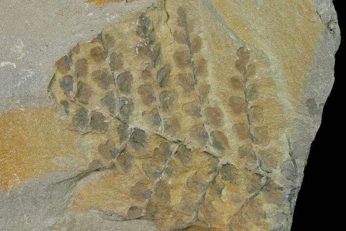 Pennsylvanian Fossil Fern (Sphenopteris) Plate - Kentucky #142409